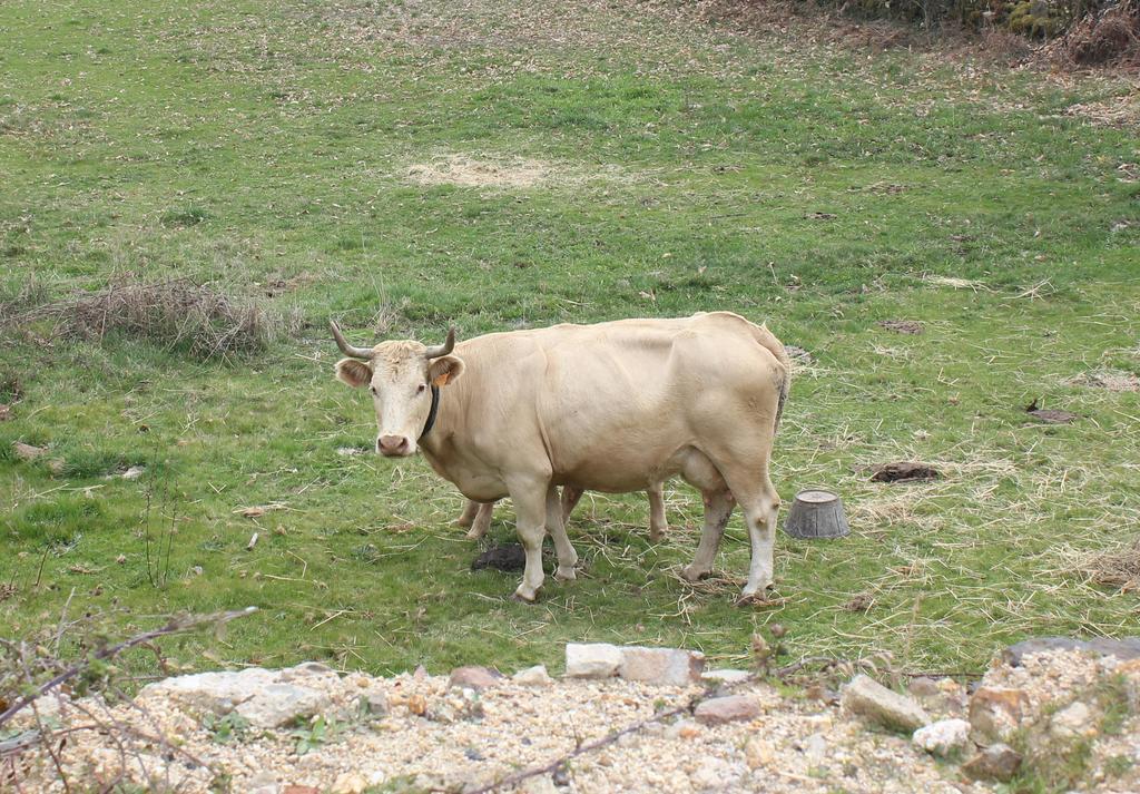 Casa Rural La Calzada El Payo Exteriör bild